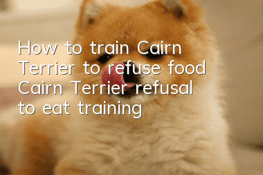 How to train Cairn Terrier to refuse food Cairn Terrier refusal to eat training