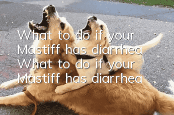 What to do if your Mastiff has diarrhea? What to do if your Mastiff has diarrhea?