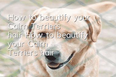 How to beautify your Cairn Terrier's hair How to beautify your Cairn Terrier's hair