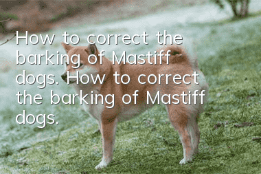 How to correct the barking of Mastiff dogs. How to correct the barking of Mastiff dogs.