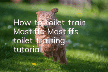 How to toilet train Mastiffs Mastiffs toilet training tutorial