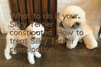 What to do if your Silky Terrier is constipated. How to treat Silky Terrier constipation.