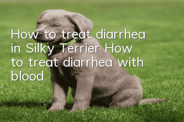 How to treat diarrhea in Silky Terrier? How to treat diarrhea with blood?
