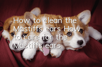 How to clean the Mastiff’s ears How to care for the Mastiff’s ears