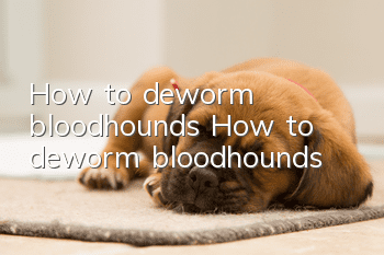 How to deworm bloodhounds How to deworm bloodhounds
