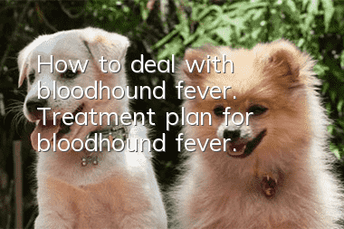 How to deal with bloodhound fever. Treatment plan for bloodhound fever.