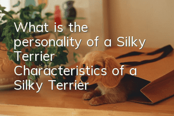 What is the personality of a Silky Terrier? Characteristics of a Silky Terrier