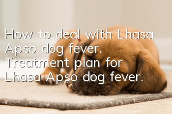 How to deal with Lhasa Apso dog fever. Treatment plan for Lhasa Apso dog fever.