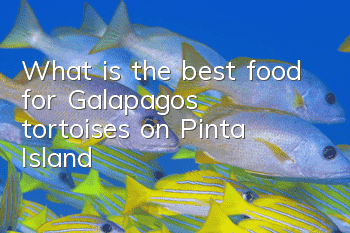 What is the best food for Galapagos tortoises on Pinta Island?