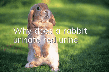 Why does a rabbit urinate red urine?