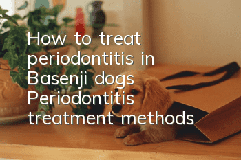 How to treat periodontitis in Basenji dogs Periodontitis treatment methods