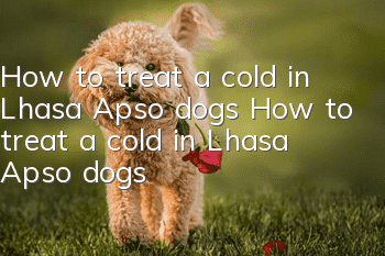 How to treat a cold in Lhasa Apso dogs How to treat a cold in Lhasa Apso dogs