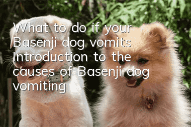 What to do if your Basenji dog vomits? Introduction to the causes of Basenji dog vomiting