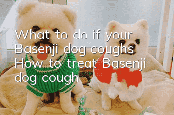 What to do if your Basenji dog coughs? How to treat Basenji dog cough?