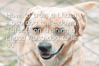 How to train a Lhasa Apso dog to lie down. Tutorial on training a Lhasa Apso dog to lie down.