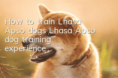 How to train Lhasa Apso dogs? Lhasa Apso dog training experience