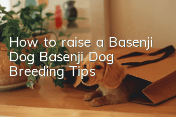 How to raise a Basenji Dog Basenji Dog Breeding Tips
