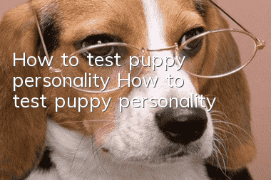 How to test puppy personality How to test puppy personality