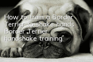 How to train a Border Terrier to shake hands Border Terrier handshake training