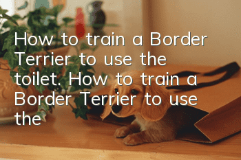 How to train a Border Terrier to use the toilet. How to train a Border Terrier to use the toilet.