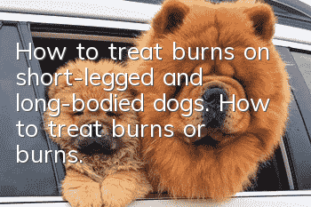 How to treat burns on short-legged and long-bodied dogs. How to treat burns or burns.