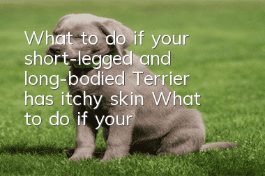 What to do if your short-legged and long-bodied Terrier has itchy skin? What to do if your short-legged and long-bodied Terrier has itchy skin?