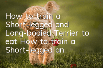 How to train a Short-legged and Long-bodied Terrier to eat? How to train a Short-legged and Long-bodied Terrier to eat etiquette
