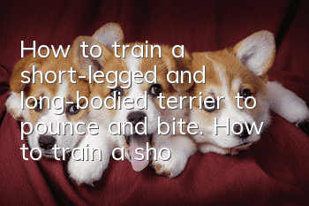 How to train a short-legged and long-bodied terrier to pounce and bite. How to train a short-legged and long-bodied terrier to pounce and bite?