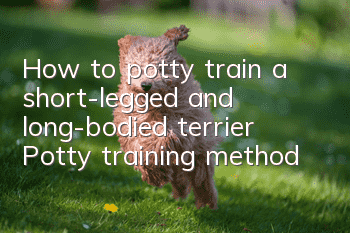 How to potty train a short-legged and long-bodied terrier? Potty training method