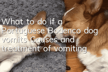 What to do if a Portuguese Bodenco dog vomits? Causes and treatment of vomiting