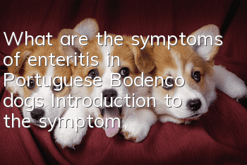 What are the symptoms of enteritis in Portuguese Bodenco dogs? Introduction to the symptoms of enteritis