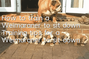How to train a Weimaraner to sit down Training tips for a Weimaraner to sit down