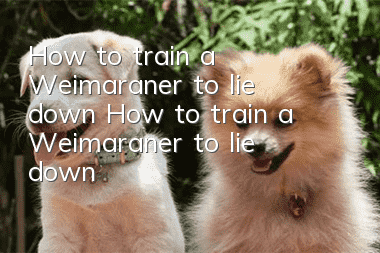 How to train a Weimaraner to lie down? How to train a Weimaraner to lie down?