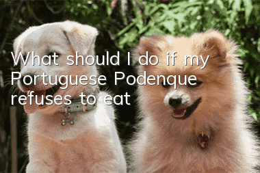 What should I do if my Portuguese Podenque refuses to eat?