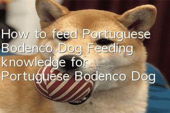 How to feed Portuguese Bodenco Dog Feeding knowledge for Portuguese Bodenco Dog