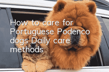 How to care for Portuguese Podenco dogs Daily care methods