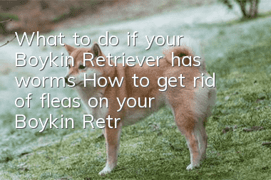 What to do if your Boykin Retriever has worms? How to get rid of fleas on your Boykin Retriever?