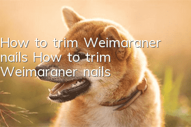 How to trim Weimaraner nails How to trim Weimaraner nails