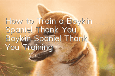 How to Train a Boykin Spaniel Thank You Boykin Spaniel Thank You Training