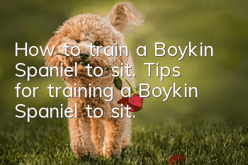 How to train a Boykin Spaniel to sit. Tips for training a Boykin Spaniel to sit.