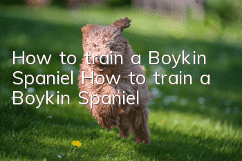 How to train a Boykin Spaniel How to train a Boykin Spaniel