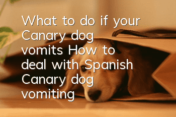 What to do if your Canary dog ​​vomits? How to deal with Spanish Canary dog ​​vomiting?