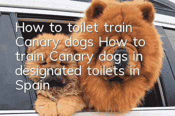 How to toilet train Canary dogs? How to train Canary dogs in designated toilets in Spain?