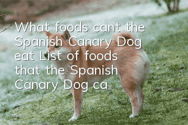 What foods can’t the Spanish Canary Dog eat? List of foods that the Spanish Canary Dog can’t eat