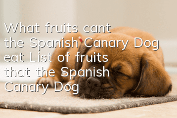 What fruits can’t the Spanish Canary Dog eat? List of fruits that the Spanish Canary Dog can’t eat