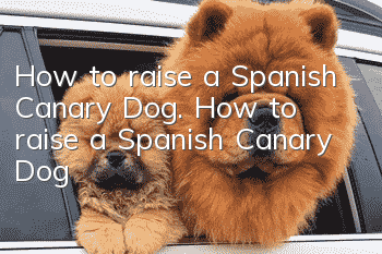 How to raise a Spanish Canary Dog. How to raise a Spanish Canary Dog?