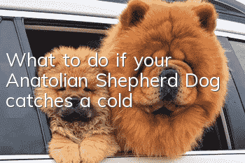 What to do if your Anatolian Shepherd Dog catches a cold