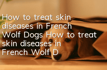 How to treat skin diseases in French Wolf Dogs How to treat skin diseases in French Wolf Dogs