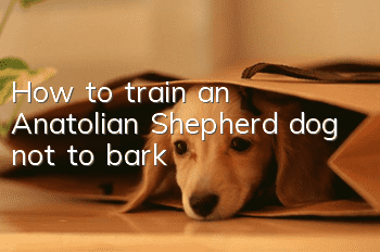 How to train an Anatolian Shepherd dog not to bark
