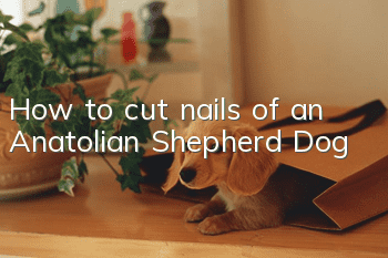 How to cut nails of an Anatolian Shepherd Dog